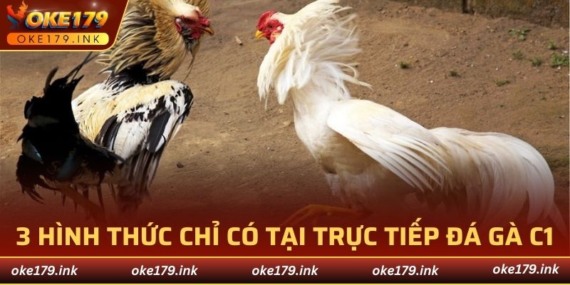 3 hình thức chỉ có tại trực tiếp đá gà C1