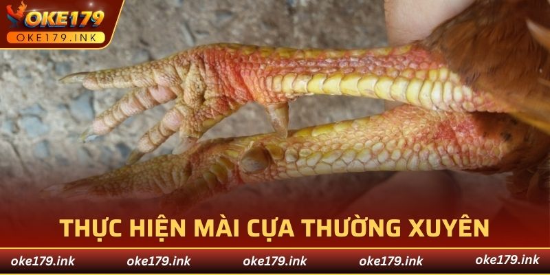Các cách mài cựa gà đơn giản 