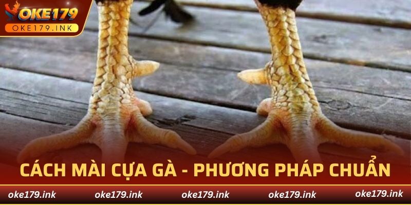 cách mài cựa gà