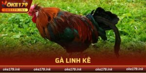 gà linh kê
