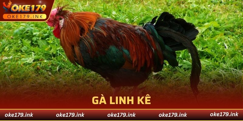 gà linh kê