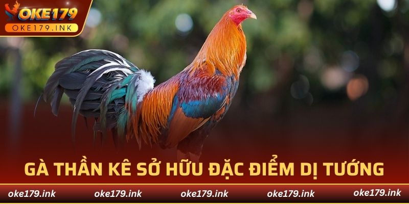 Gà thần kê là những con sở hữu đặc điểm dị tướng