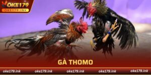 gà Thomo