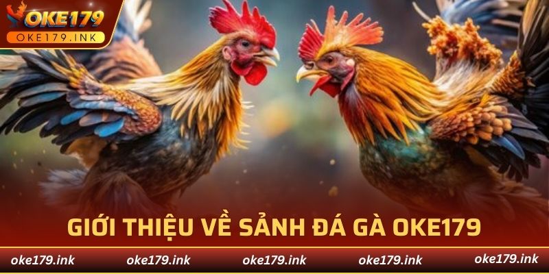 Giới thiệu về sảnh đá gà OKE179