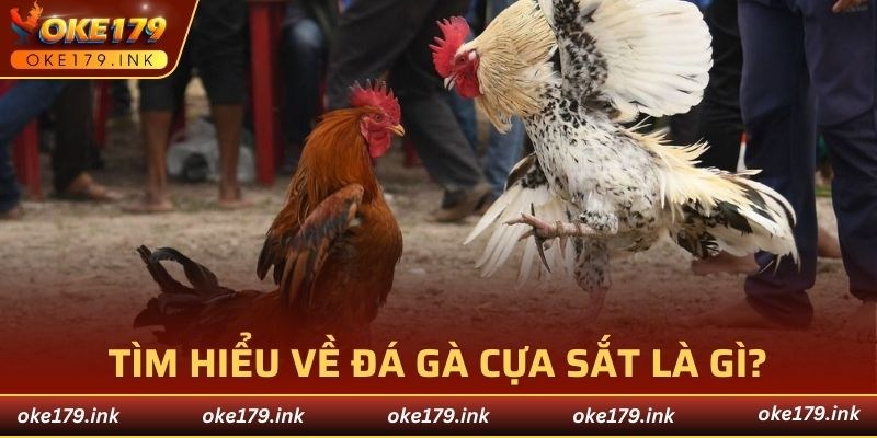 Đá gà cựa sắt là một hình thức thi đấu đặc biệt phổ biến 