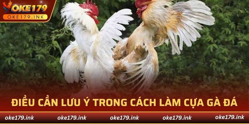 Điều cần lưu ý trong cách làm cựa gà đá