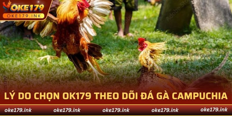 Lý do nên chọn OK179 để theo dõi đá gà Campuchia