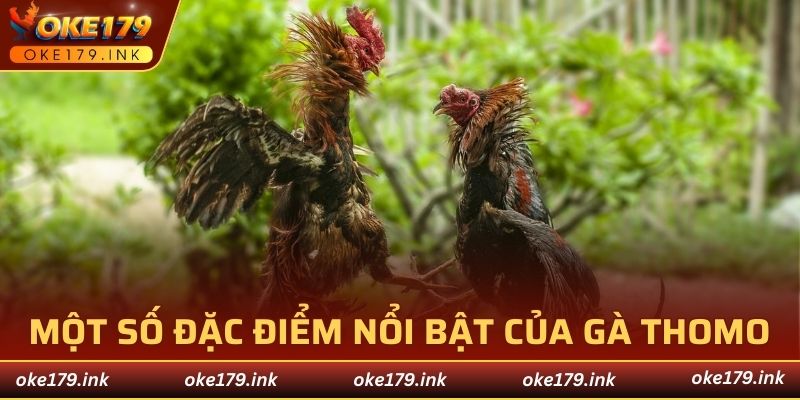Một số đặc điểm nổi bật của gà Thomo