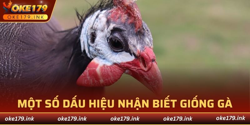 Một số dấu hiệu quan trọng giúp người chơi nhận biết giống gà