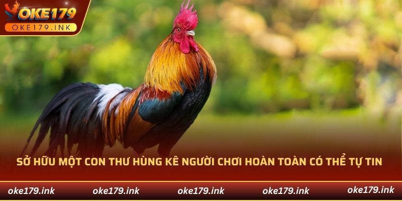 Sở hữu một con thư hùng kê người chơi hoàn toàn có thể tự tin khi ra đấu trường