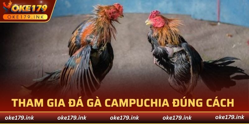 Tham gia đá gà Campuchia đúng cách và hiệu quả