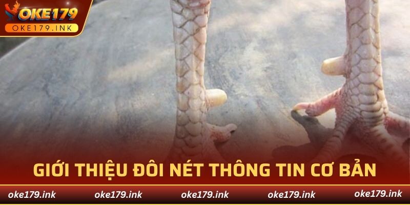 Tìm hiểu về bộ phận quan trọng của chiến kê