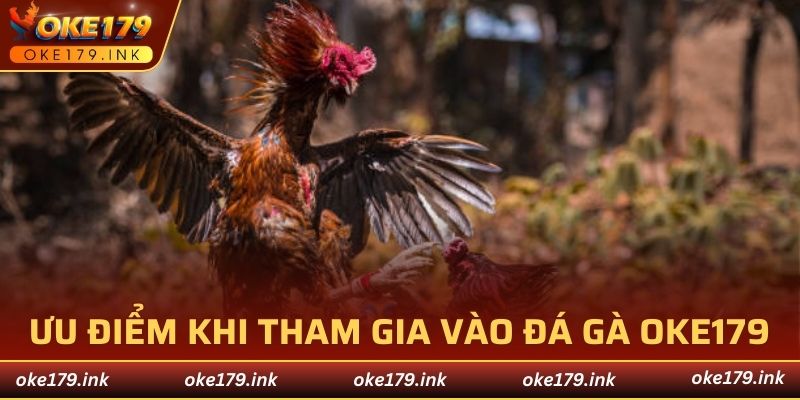 Ưu điểm khi tham gia vào đá gà tại OKE179